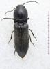 Hemicrepidius sp.